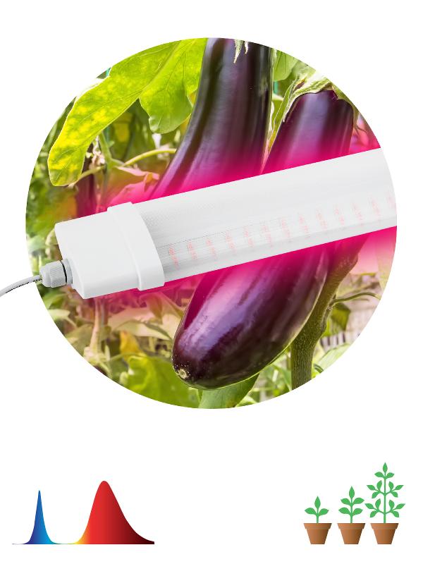 Светильник светодиодный для растений красно-синий спектр ЭРА FITO-36W-RB-N | Б0045697 | ЭРА — фото 1 | Sento