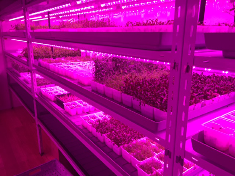 Светильник светодиодный для растений ДПО PPG T8i- 900 Agro 12Вт IP20 (крепление и трос) | 5000759 | Jazzway — миниатюра 3