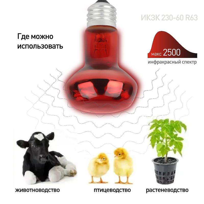 Комплект из 2-х инфракрасных ламп  ИКЗК 230-60 R63 E27 для курятника цыплят птиц животных/лампа для обогрева | Б0072848 | ЭРА — миниатюра 4