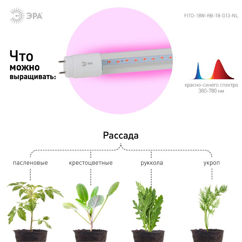 Лампа светодиодная Т8 фито для растений 18Вт G13 красно-синий спектр ЭРА FITO-18W-RB-Т8-G13-NL | Б0042990 | ЭРА — миниатюра 3