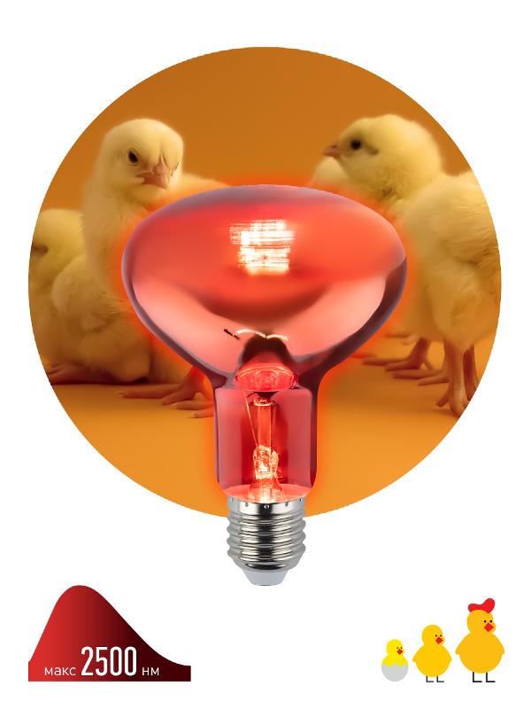 Инфракрасная лампа  ИКЗК 230-100 R95 E27 кратность 1 шт для обогрева животных и освещения 100 Вт | Б0062411 | ЭРА — миниатюра 5
