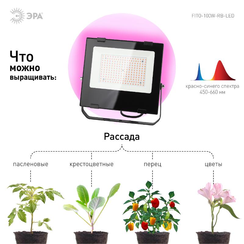 Прожектор светодиодный фито для растений красно-синий спектр FITO-100W-RB-LED | Б0046369 | ЭРА — миниатюра 5
